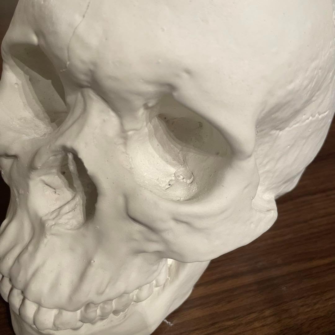 Amazon.co.jp: ドクロ 頭蓋骨 石膏製 デッサンモチーフ オブジェ