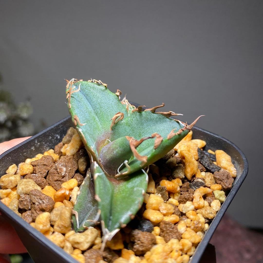 8/17更新 アガベチタノタ 連刺オテロイ 国内実生 実生 seedlings