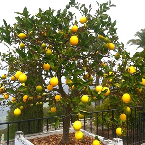 NurseryNature Nimboo, Kagji Lemon Hybrid Plants (B07FLC6M2Q) Amazon Price History, Amazon Price Tracker
