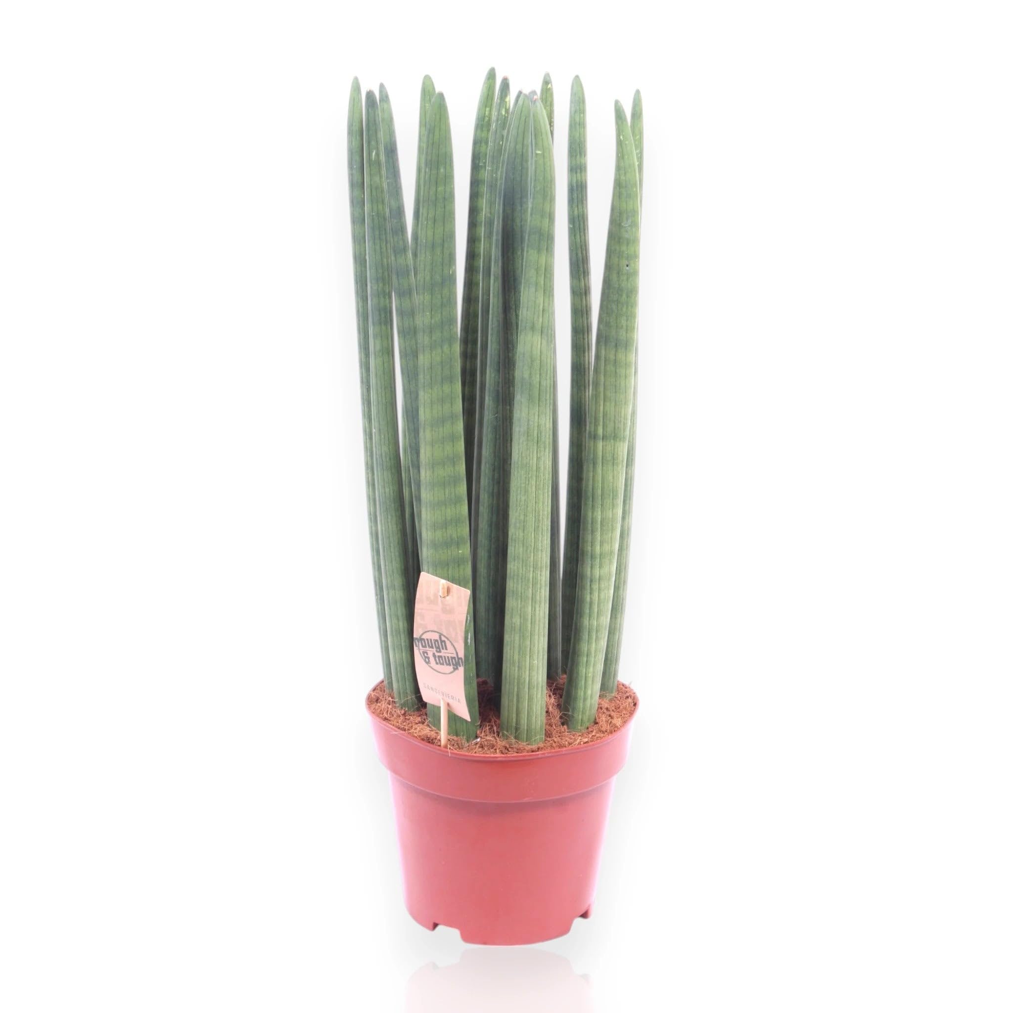 Sansevieria cylindrica 'Straight' Pianta da Interno Ornamentale, Verde, 60 cm, Vaso 17