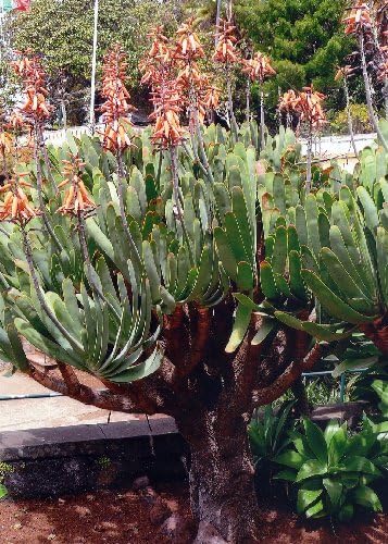 TROPICA - Fan Aloe (Aloe plicatilis) - 10 Seeds - Africa