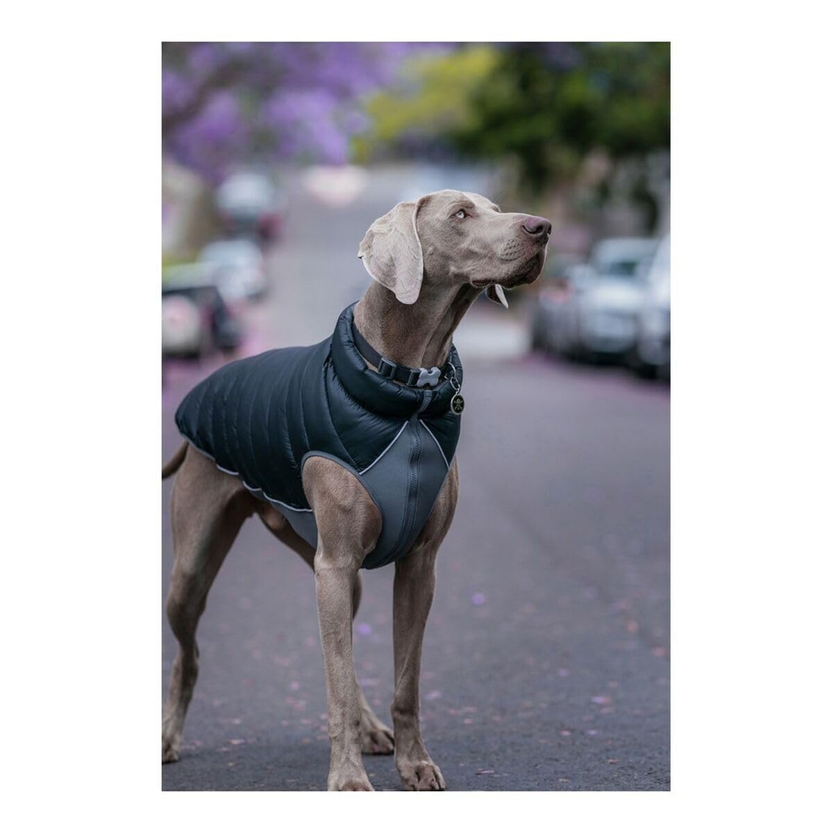 RED DINGO Abrigos y Chaquetas para Perros Abrigo Reversible Puffer Jachet