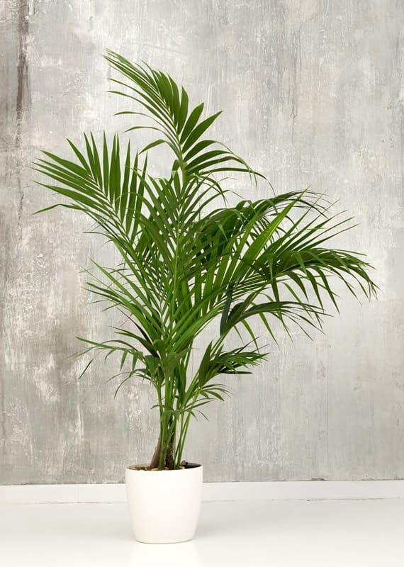 XL Kentia Palme Howea Forsteriana wunderschne Zimmerpflanze sehr  pflegeleicht 160-180cm Pot  24 cm [4200] : Amazon.de: Garten