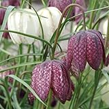 Schachbrettblume Fritillaria meleagris Mischung | 25 Stück | Lila | Weiß | Fritillariazwiebeln |