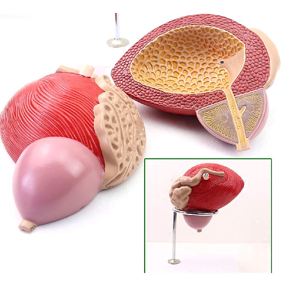 Derukk Ty Human Bladder Prostate Model Medical Urogenital System ...