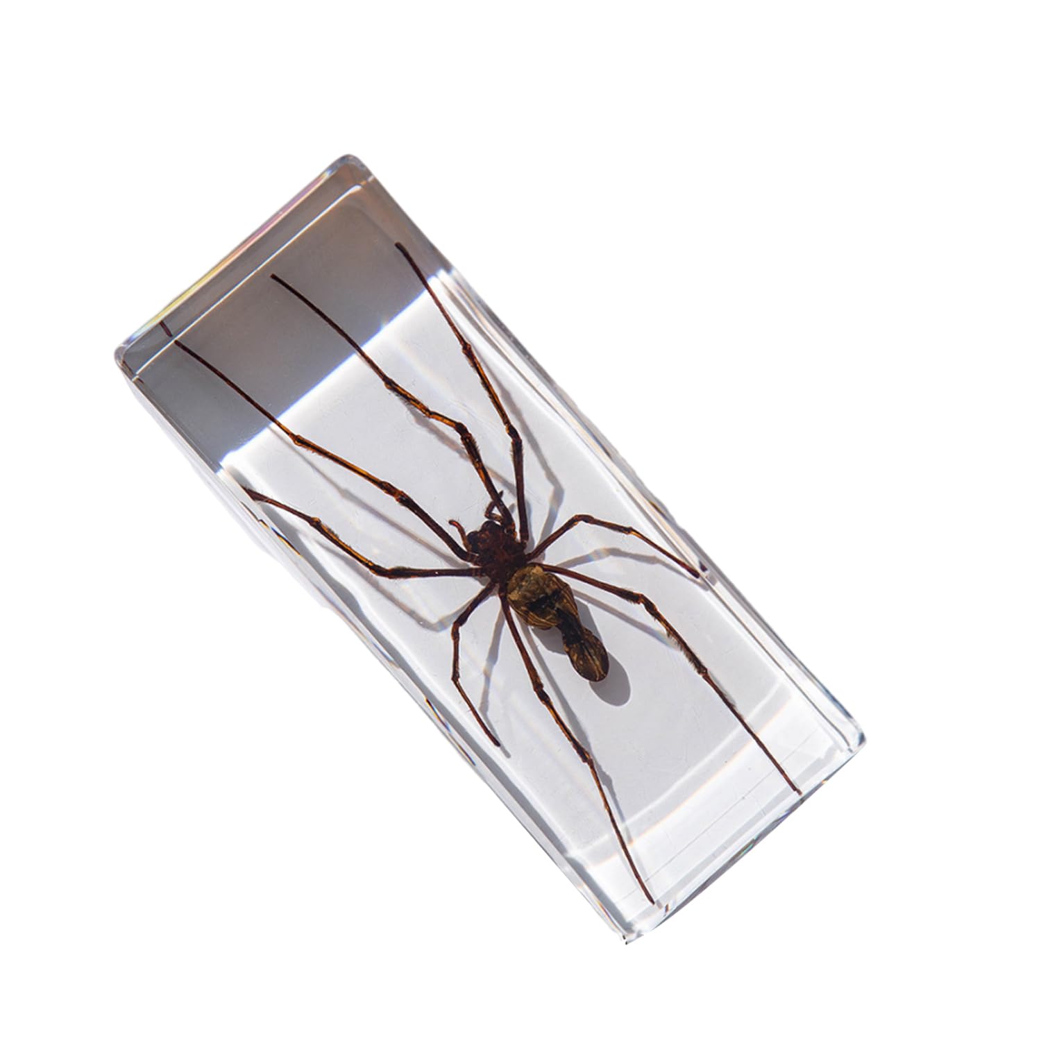Presse-papiers En Résine Pour Insectes - Collection De Véritables Insectes - Spécimen D'araignée Pour Fournitures éducatives Scientifiques - Artisanat D'insectes - Collection De Taxidermie Animale