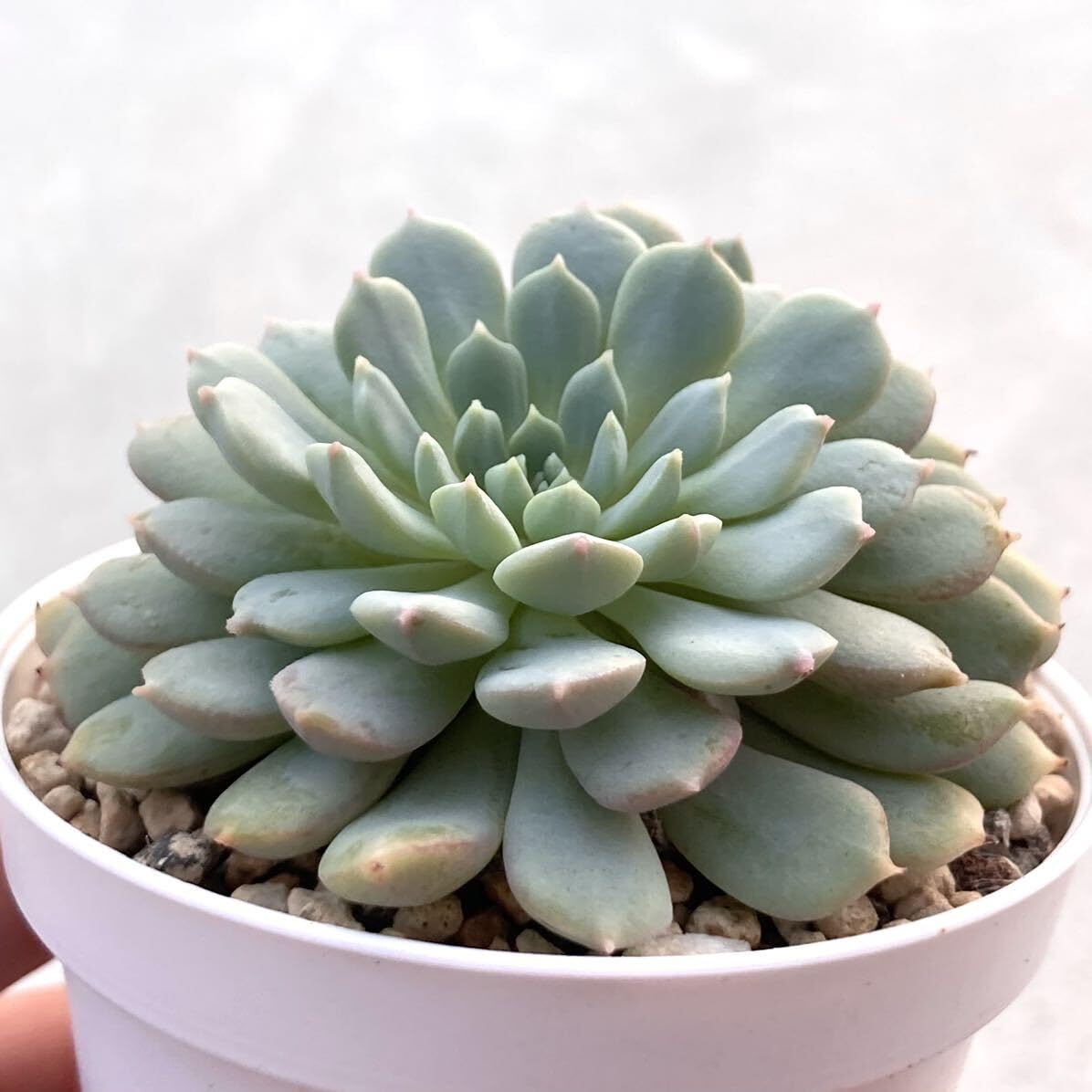 ミックスベリア 札のみ ちょこん 5枚 匿名配送 2025年最新】ちょこん