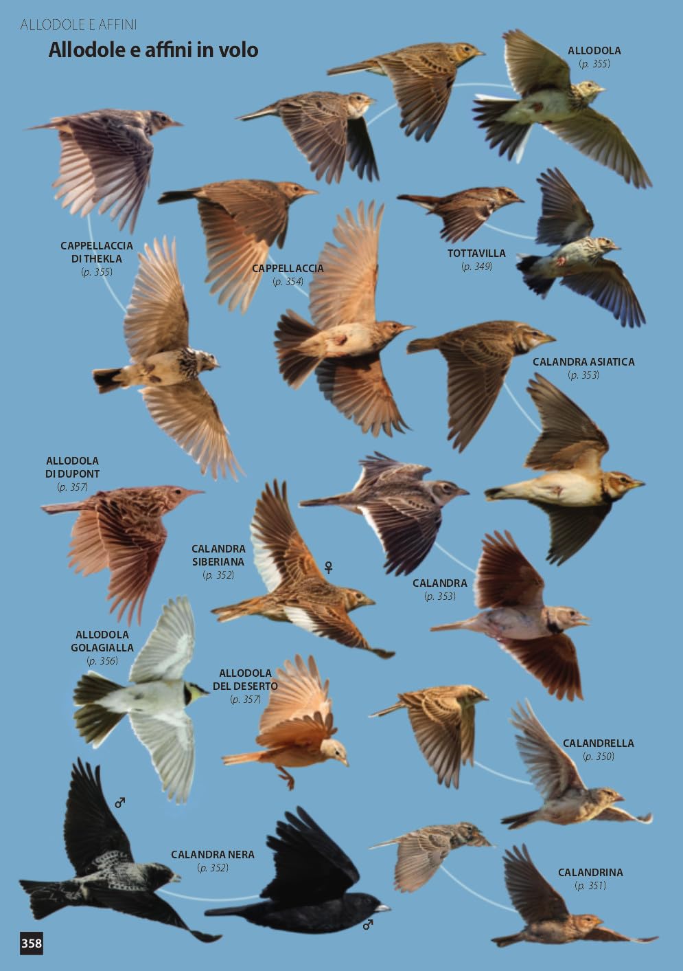 Uccelli d'Europa. Guida all'identificazione. Ediz. a colori