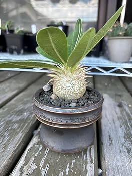 Amazon.co.jp: パキポディウムエブレネウム エブレネウム エブルネウム