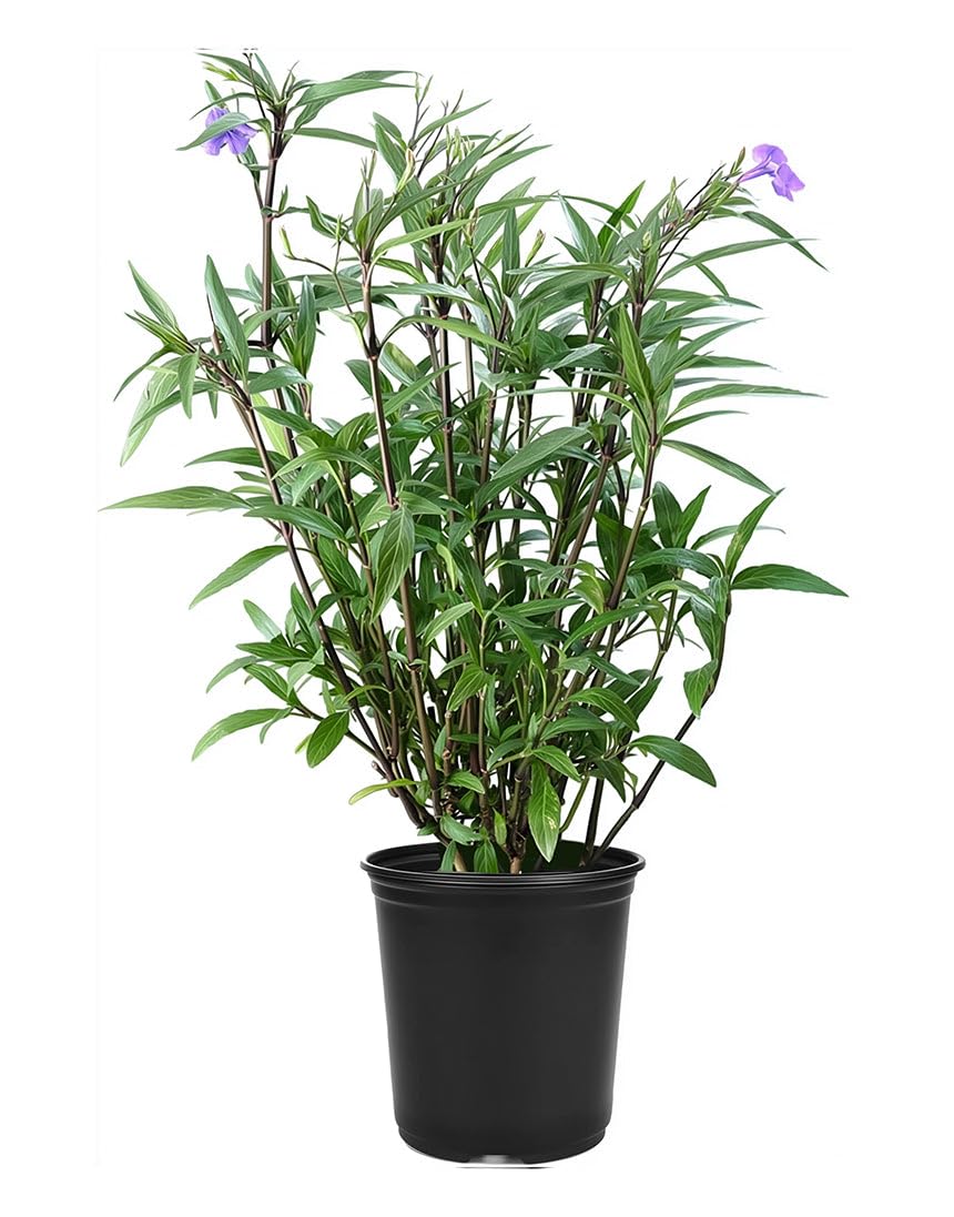 Florida Foliage Mexican Petunia