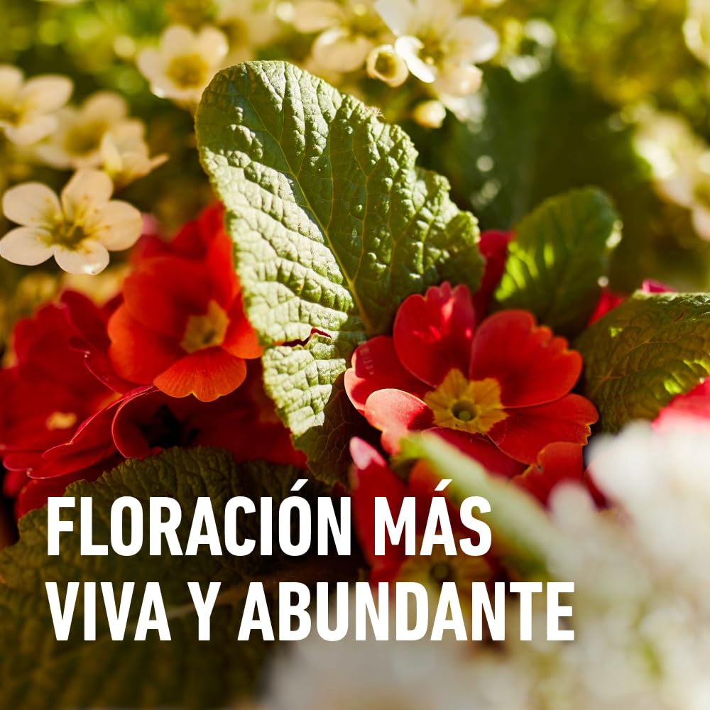 COMPO Abono para geranios, Apto también para otras plantas de flor, Envase estanco, Granulado, Para 20-25 plantas, 750 g, 2655302011