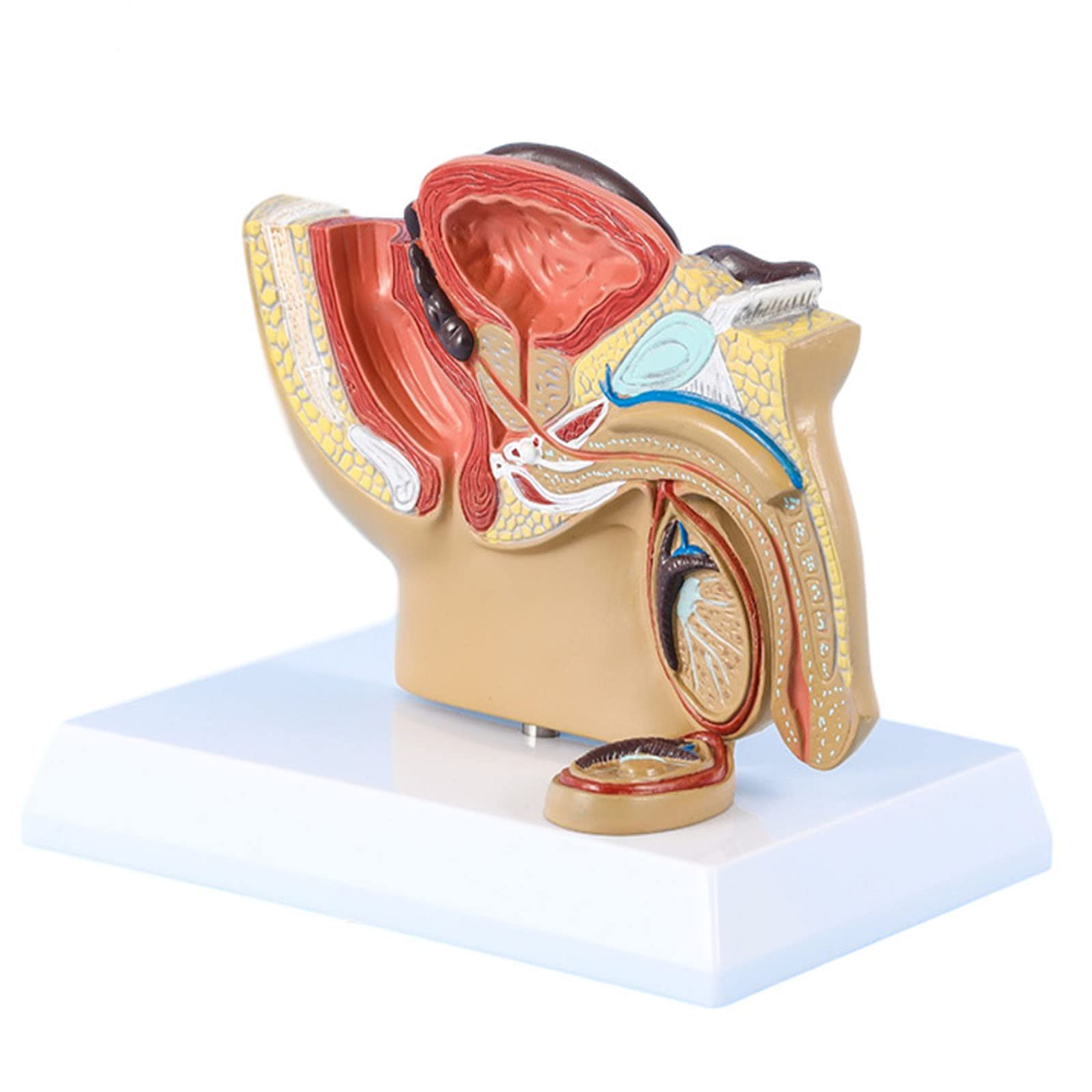 GTHTUHFD Male Pelvis Model Prostate Model Human Male Pelvis Testicle Model With Prostate Medical Study Teaching