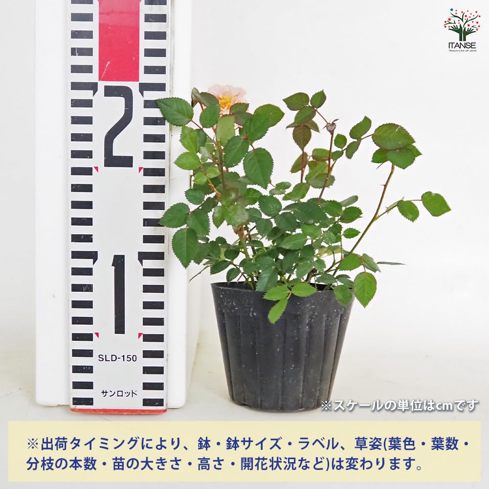 Amazon.co.jp: ITANSE ミニバラ テディベア 3号 4個セット【品種