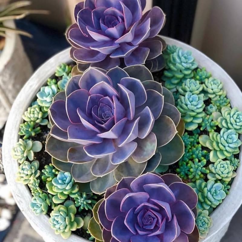 Miniatura 3 de Echeveria Suculents - Plantas vivas para plantar, suculentas de Echeveria vivas, plantas de Echeveria vivas, suculentas de Echeveria viva, púrpura