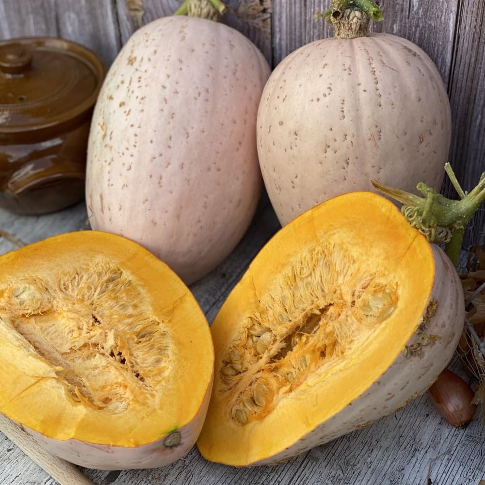 Squash ‘Jumbo Pink Banana’ (Winter) – Huge Pink Fruits with Sweet Orange Flesh – Vegetable Seeds – 1 Packet x 10 Seeds By Thompson & Morgan