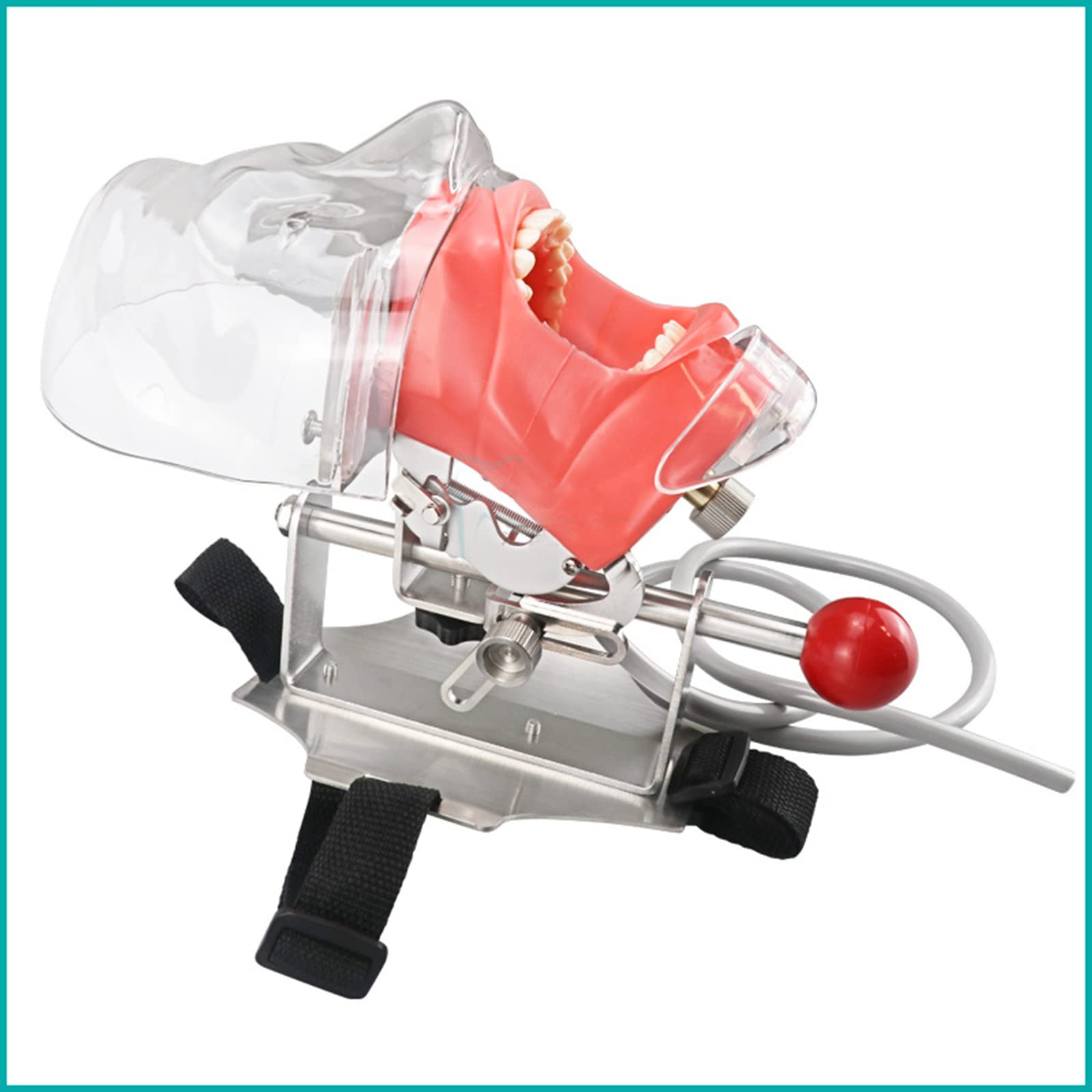 Amazon.co.jp: 歯科用マネキン シミュレーター ファントム ヘッド歯科