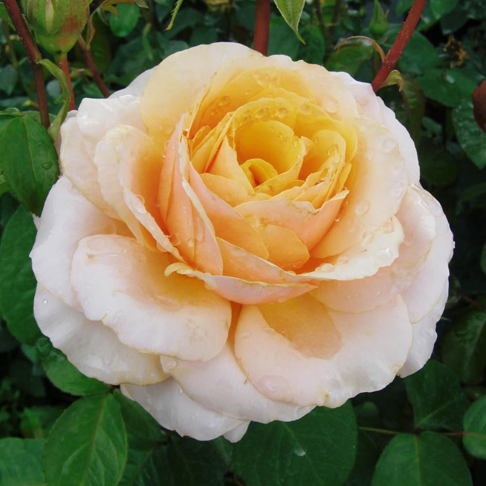 Yougarden Yellow Harkness Rose 'You're One In A Million' ®, Established 4 Litre Pot, Gold Fragrant, Repeat Flowering, Gift Shrub