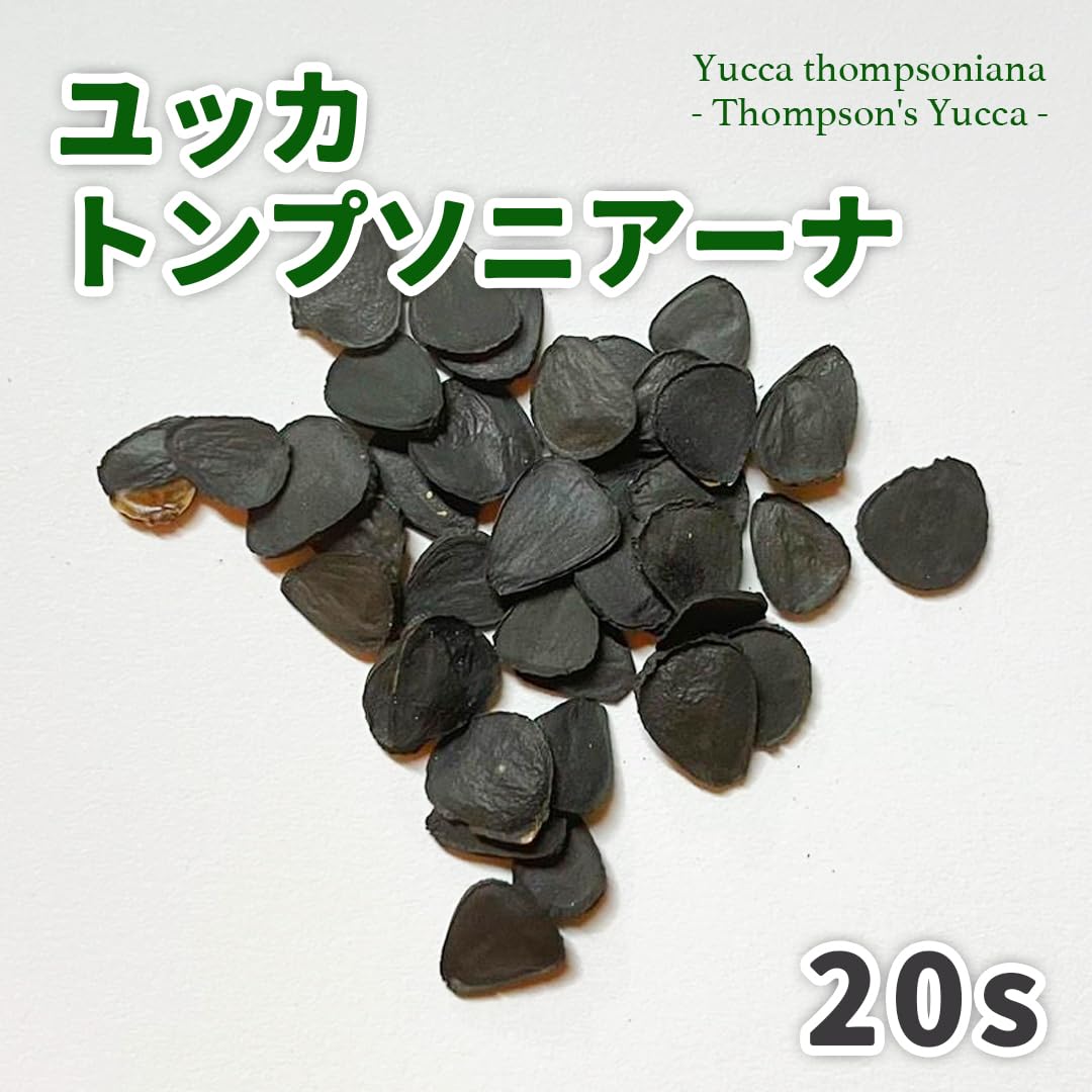 se-naaaaa リギダ500粒、トンプソニアーナ100粒 Amazon.co.jp: 【種子】ユッカトンプソニアーナ 20粒 Yucca