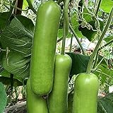 MOCCUROD 15+Long Bottle Gourd Siphon Gourd Green Lagenaria Siceraria Vegetable Seeds