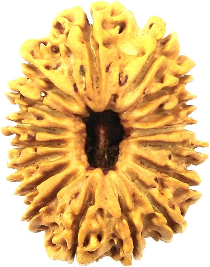 17 Mukhi Rudraksha/Seventeen Face Rudraksha - Nepal - Lab Certified
