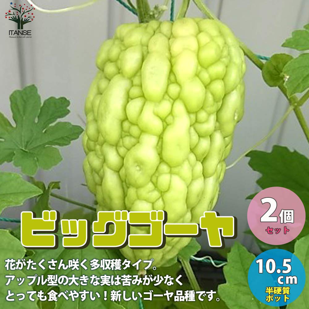 Amazon.co.jp: ITANSE ゴーヤ苗 ビッグゴーヤライトグリーン 3