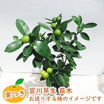 宮川早生蜜柑苗木 果樹 実が沢山付き 鉢ごと発送 宮川早生蜜柑苗木 果樹 実が沢山付き 鉢ごと発送