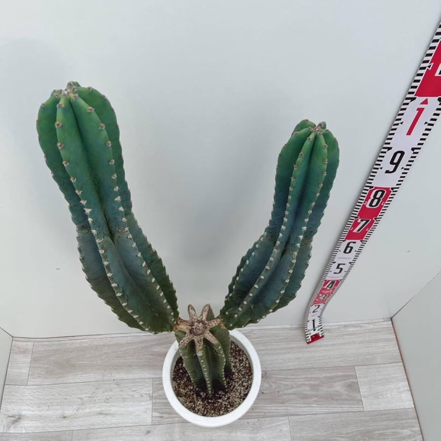 越冬済み　柱サボテン 10頭発根　サボテンブランチ　メキシカン　チカーノ 越冬済み 柱サボテン 10頭発根 サボテンブランチ メキシカン