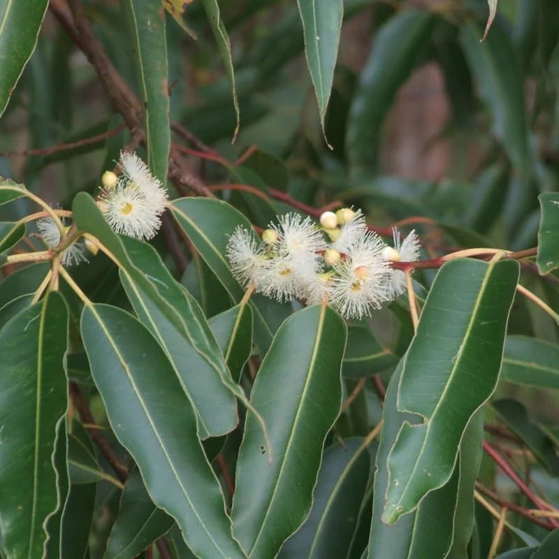 Eucalyptus grandis (Rose Gum, Flooded Gum, Grand Eucalyptus) Tree Seeds, Impressive Size, Attractive Apearance, and Commercial Value, Seeds by MySeeds.Co, You Choose The Amount (1 oz)