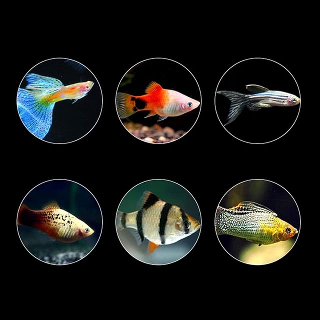 Foto 5 de 8 de AWJUWHBJ Alimento para incubar peces de acuario de 60 g para alimentar peces de bebé, huevos de artemia