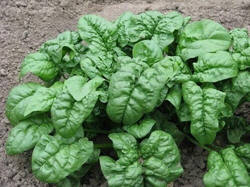 Semillas gigantes de espinacas nobles tradicionales (1000 semillas), sin OMG, semillas siempre frescas, siembra de semillas para huerto doméstico