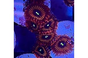 Live Saltwater Coral Frag - Red People Eater Zoanthids