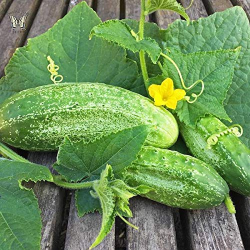 M-Tech Gardens Rare Cucumber " Boston Pickling " Exotic 20 Vegetable Seeds for Growing