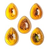 Acxico 5pcs Amber Fossil with Insects Samples Stones Crystal Specimens Home Decorations Collection Oval Pendant (Green Armor + Scorpion + Flower Butterfly + Wasp + Spider)