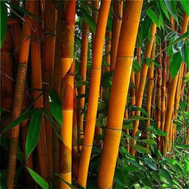 Golden bamboo seeds for planting, High germination (50 seeds) (B0CMQX8Y11) Amazon Price History, Amazon Price Tracker