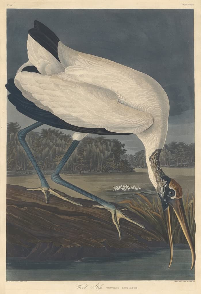 Image sur toile art imprimé Ibis des bois John Audubon 60x90cm peinture salon