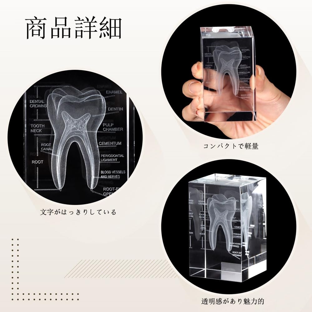 Amazon.co.jp: 歯モデル 歯科用 3D彫刻 立体歯牙構造モデル 教育 模型