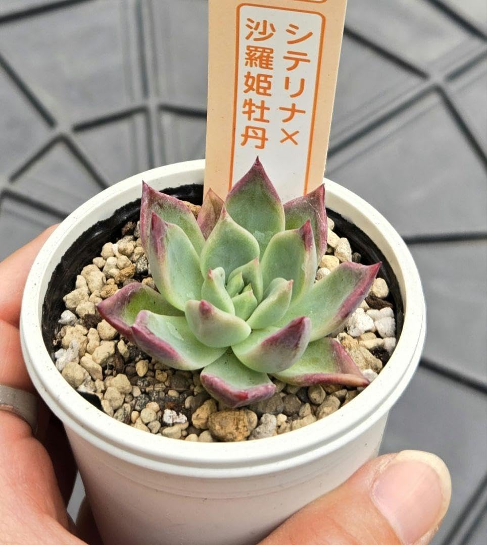 ❣️札付き ①多肉植物 セダム つぶつぶ屋 ★おひめ★ 抜き苗 Amazon|多肉植物 セダム つぶつぶ屋 おひめ 抜き苗|観葉植物