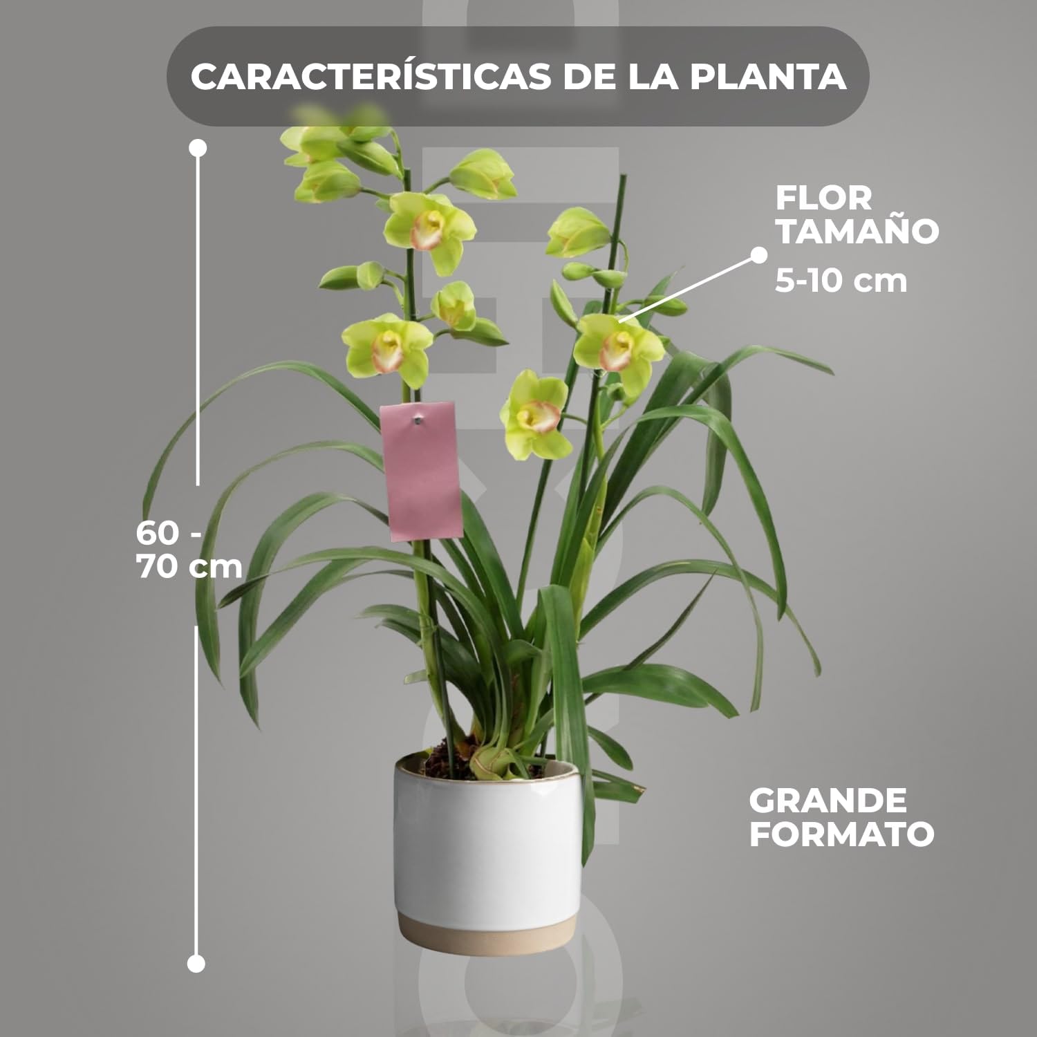 Orquídeas Cymbidium Verde - 1 Plantas de Interior Naturales - 60-70 cm - Plantas Naturales de Holanda - No Resistente al Frío - Decoracion Interior - Sin Semillas, No Artificiales