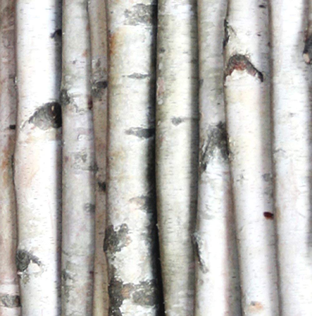 WILSON White Birch Poles Set of 4