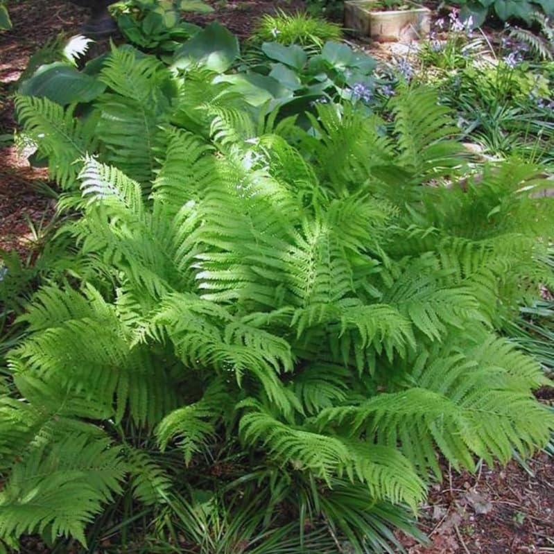 Generic Ostrich Fern Rhizomes 5-Pack