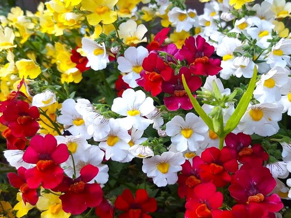 Miniatura 3 de Seeds Nemesia Galaxy Seed Mix 450+ Semillas para plantar flores anuales