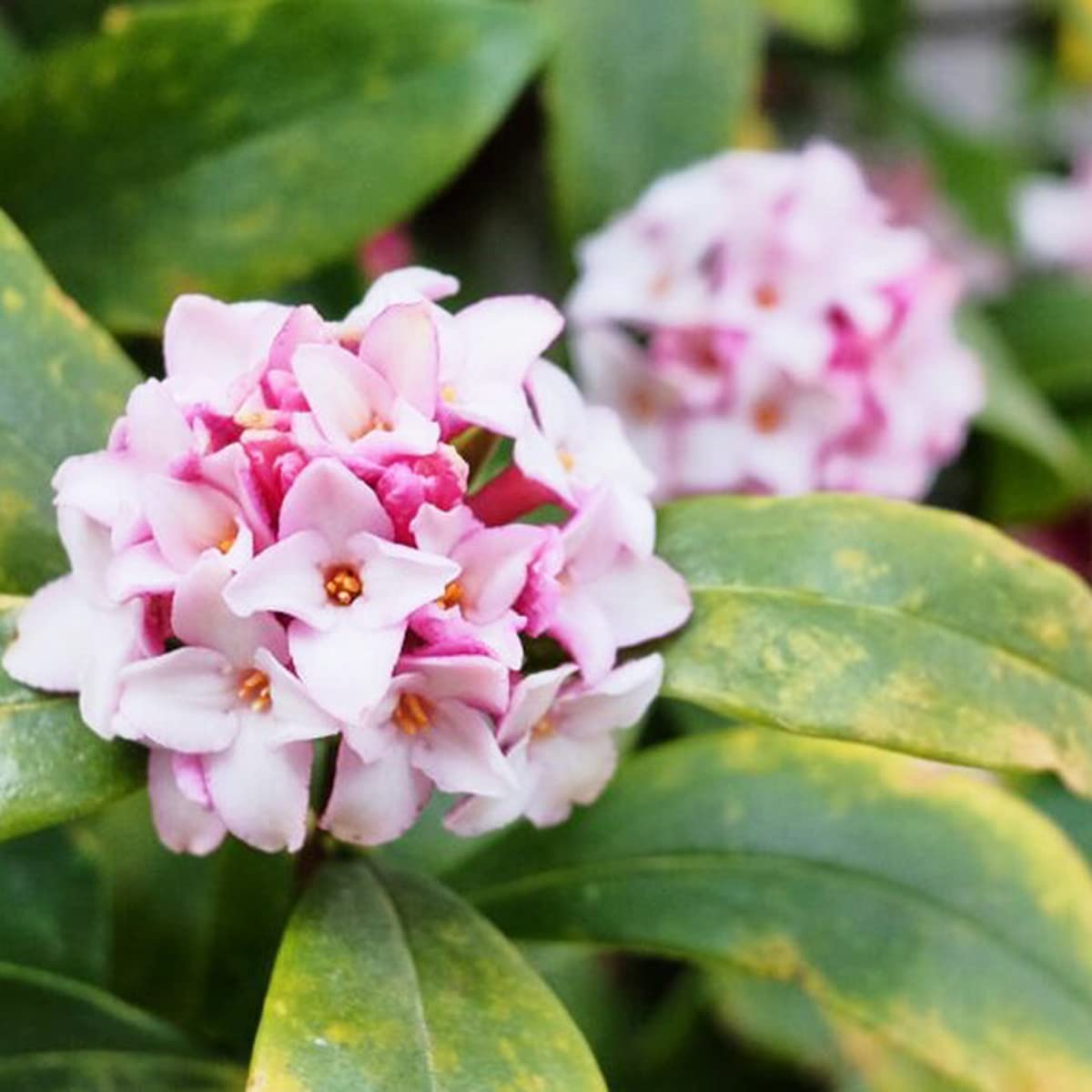 Amazon | 和香水「三大香木シリーズ」15ml (沈丁花) | sukinahi