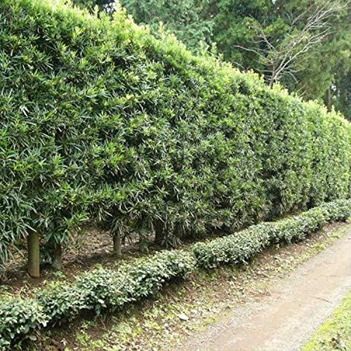 Amazon.co.jp: 苗/苗木 【5本セット】 イヌマキ 樹高0.5m前後 10.5cm