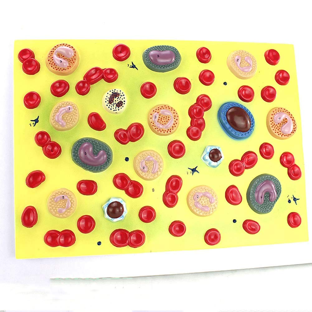 Human Blood Cell Model - Zoom in 2000X Medical Blood Cell Model Anatomical Blood Cell Model Blood Cells Anatomical Structure Model for Study Display Teaching