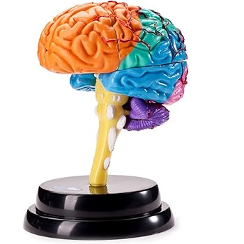 rompecabezas de cerebro