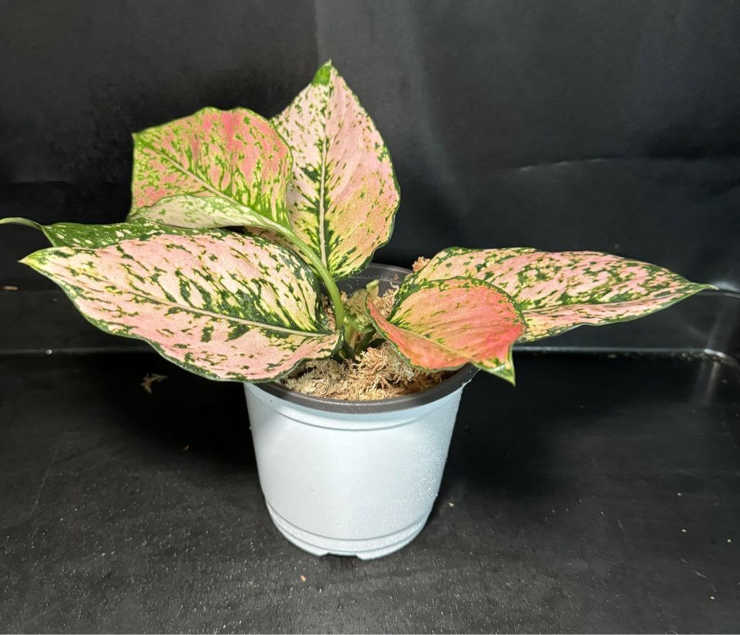 ガルパン　生コマフィルム　ヨウコ ガルパン 生コマフィルム ヨウコ ガルパン 生コマフィルム ヨウコ