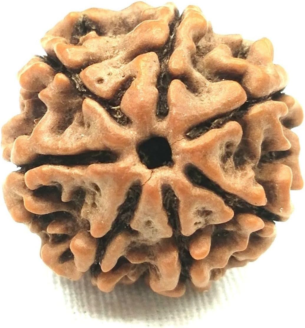 NAISHA Himalayan 7 Mukhi Rudraksha Bead Necklace, 100% Certified & Original Seven-Faced Rudraksha Seed for Pooja/Prayer/Meditation