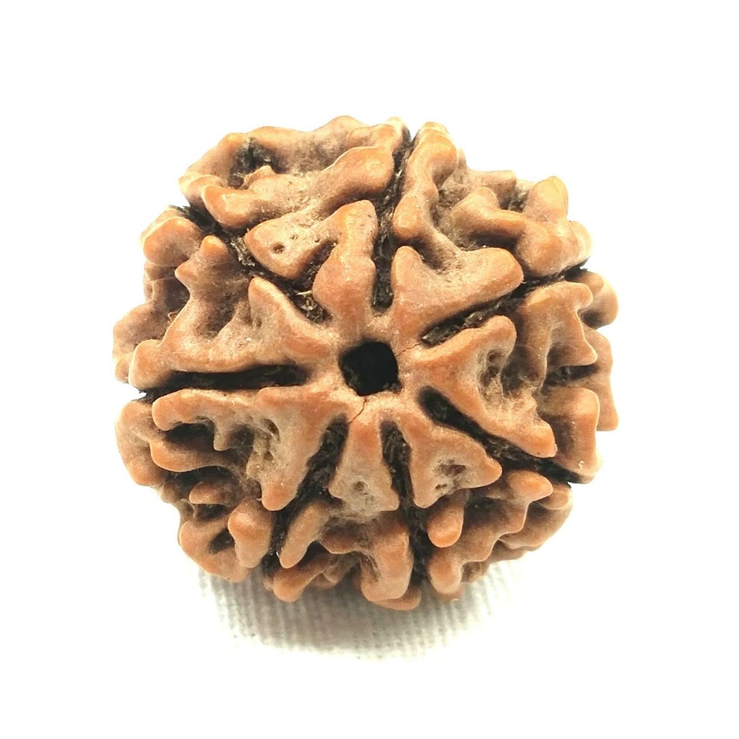 NAISHA Himalayan 7 Mukhi Rudraksha Bead Necklace, 100% Certified & Original Seven-Faced Rudraksha Seed for Pooja/Prayer/Meditation