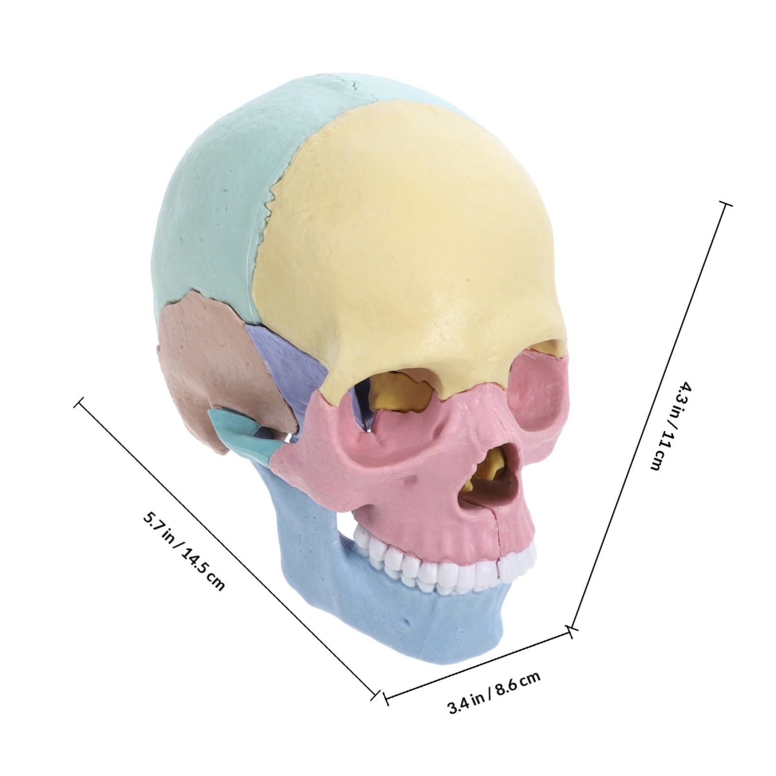 Modelo de Anatomía del Cráneo Desmontable 4d de Plástico para Estudiantes