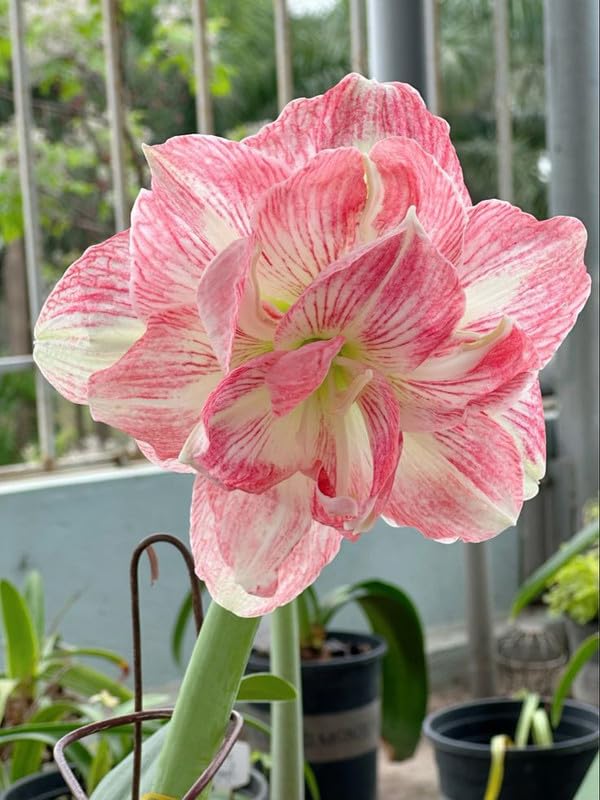 Amaryllis/Hippeastrum Imported Flower Bulbs Pack Of 8 Bulbs